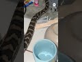 Intruder snake does damage to a kitchen in Australia