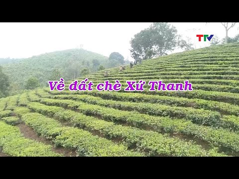 Video Về miền đất chè xứ Thanh | Ký sự Nhất nghệ tinh - Tập... - youtube