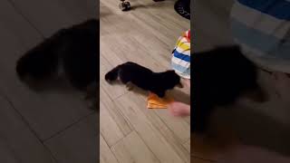 rosy #youtubeshorts #shortvideo #dachshund #dog #short #sausagedog