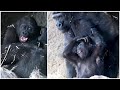 2-Year-Old Gorilla Playing With Her Brother