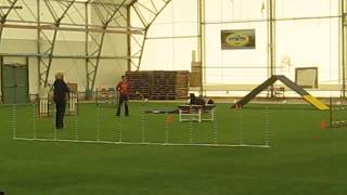 Meeka - True North Agility Trial - Standard - March 2011