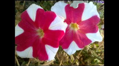 سورة البلد - ناصر القطامي