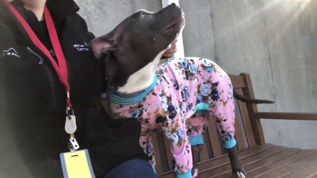 camera iphone 8 plus apk Isabella 53719 | lovebug in pajamas NYCACC