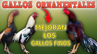 5 GALLOS ORIENTALES que mejoran el gallo fino (BOMBAY, ASIL, SHAMO...)