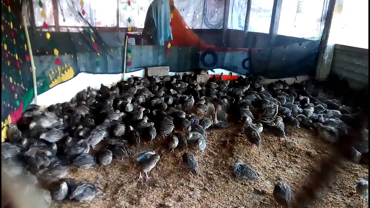 Quail Birds Farming in Bangladesh. YouTube