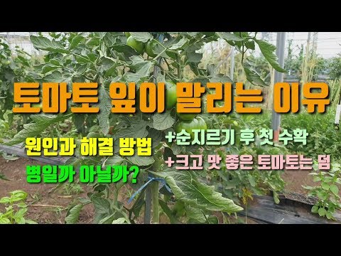 토마토 잎이말리는이유 원인과 해결방법 토마토 순지르기 후 첫수확 완숙토마토 흑토마토 토마토재배방법 토마토키우기