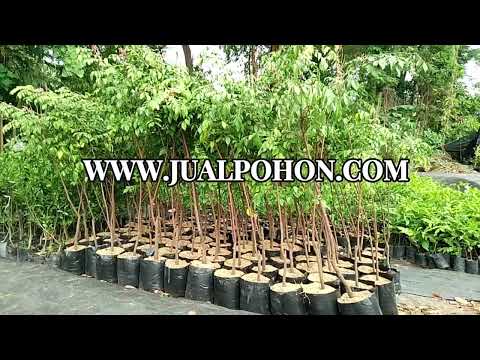 Pohon Belimbing Bangkok Merah Sudah Berbunga Siap Tanam!
