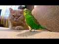 A special friendship between a cat and a bird