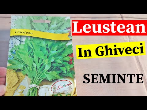 Video: Germinarea semințelor de leuștean: când să semănați semințe de plantă de leuștean