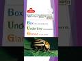 BUG