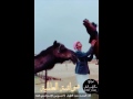 شيله شواشه العالميه أدآء المنشد حمد الطويل المري