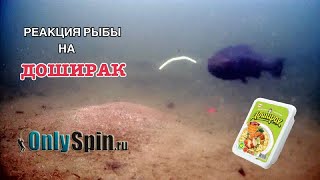 РЕАКЦИЯ РЫБЫ НА ДОШИРАК. Подводная съемка. ЛАЙФХАК. Рыбалка с #OnlySpin