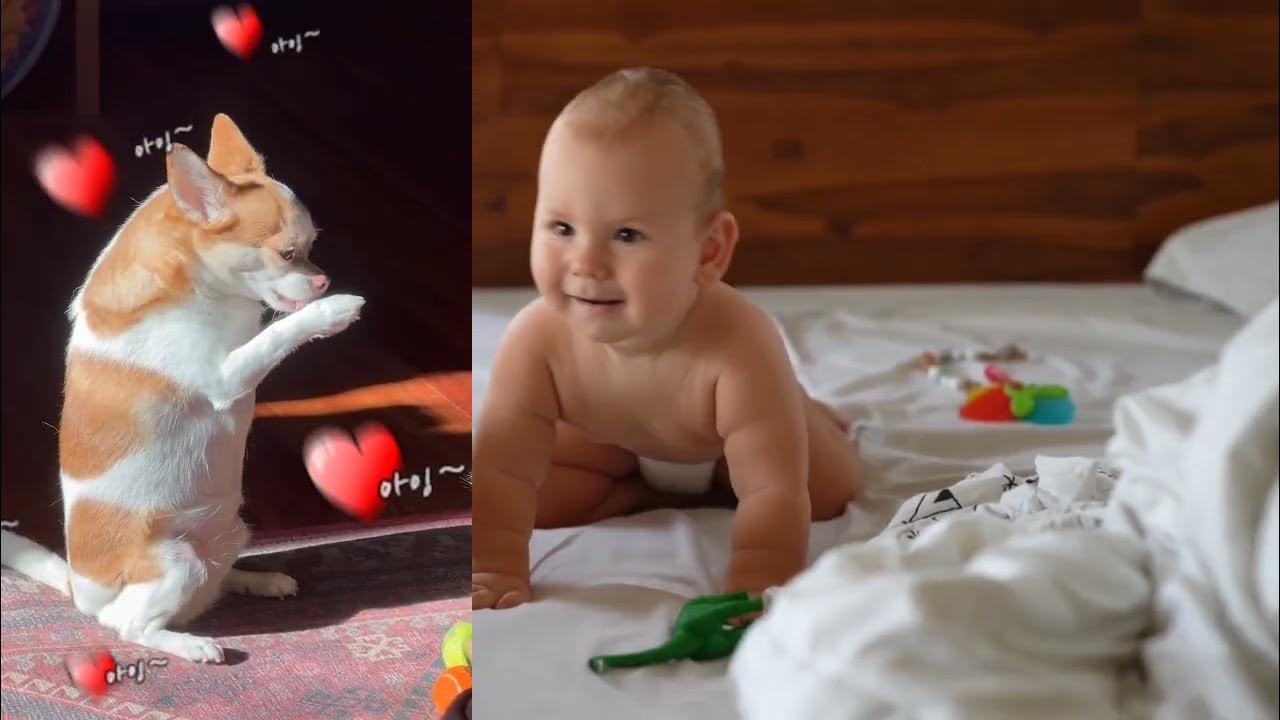 The sound of happiness baby laughter + meows + barks = cuteness