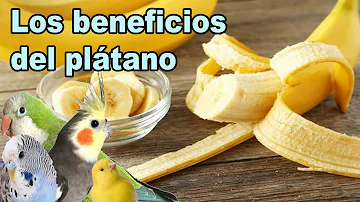 ¿Pueden los pájaros comer plátanos?