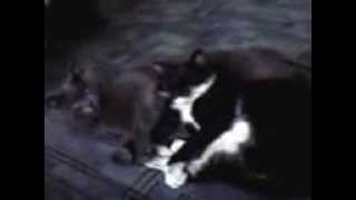 Коты спят сладко cat dreams111 Коты спят сладко cat dreams111