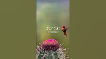 ألم تر أن الله يسجد له من في السموات ومن في الأرض ، سورة الحج، #quran #قرآن #تلاوة_خاشعة  آية 18