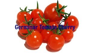 Germinar tomate cherry | Facil y rapido.