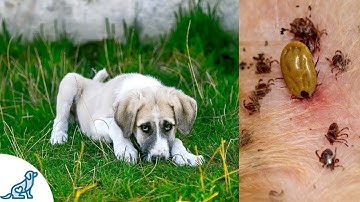 Symptoms of Lyme Disease in Dogs- And Why It