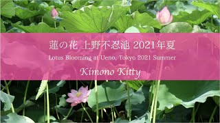 蓮の花上野公園不忍池21年夏lotus Blooming At Ueno Park Tokyo 21 Summer Youtube