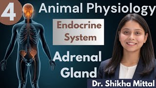 Adrenal Gland 1 | Endocrine System in Detail | Animal Physiology