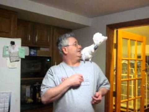 Videó: American Ringtail Cat