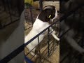 Goat Kissing For Mating ShortsVideo Goat Kissing For Mating ShortsVideo
