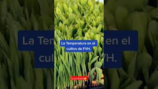 Aprende a cultivar Forraje Verde Hidropónico.