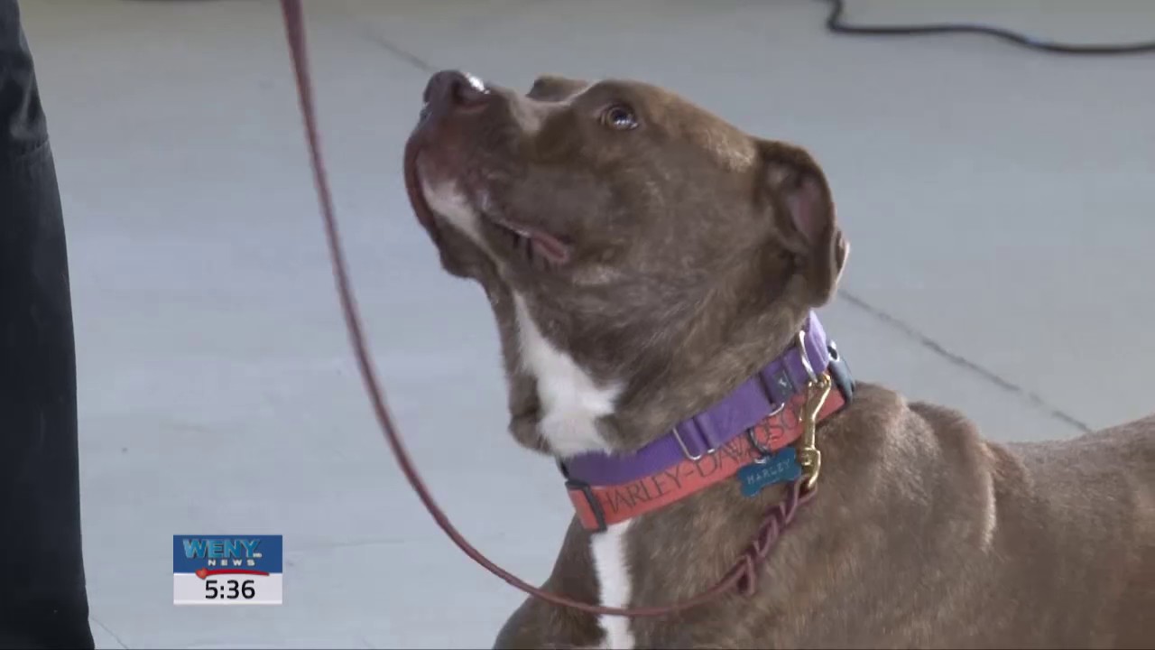 Kramer Foundation feature in The Canine Condition film YouTube