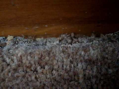 Clothes moth, larvae and moth eggs - YouTube