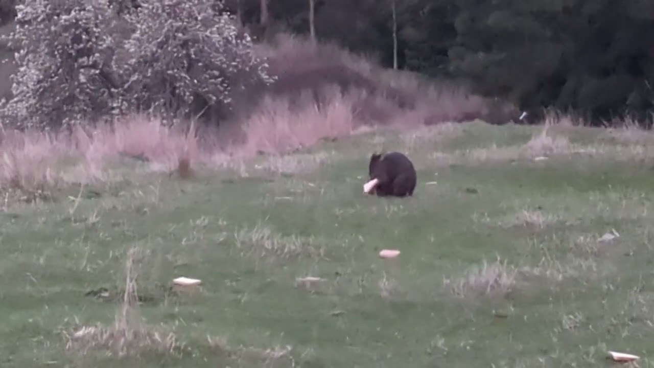 Momma Wallaby with Joey