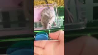 HELP LOL #gerbils #cute #tiny #animal #adorable #funny #tinyhouse