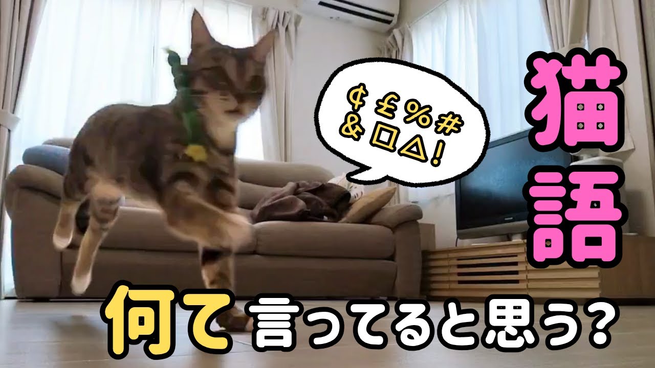 This passionate and incomprehensible cat language is so cute - YouTube