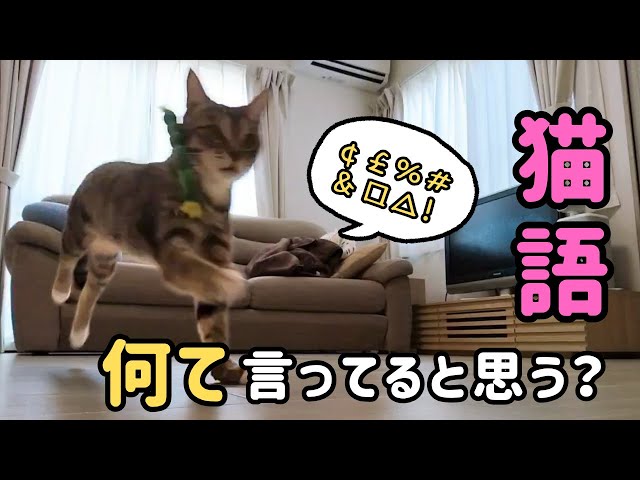 This passionate and incomprehensible cat language is so cute - YouTube