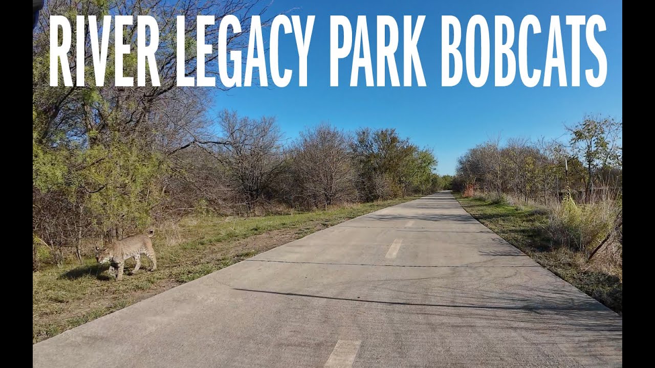 River Legacy Park Bobcats