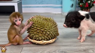 Baby monkey Yumy and Un In take bath after Dad gets durian for them