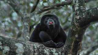 4K Costa Rica Wildlife Photography Adventure In Living Focus ! Nikon D850