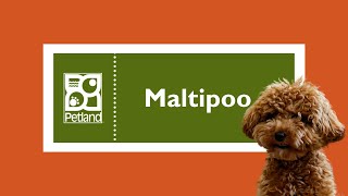 Maltipoo Fun Facts by Petland Tulsa 5 views 3 months ago 1 minute, 1 second