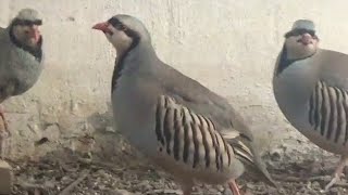 Dişi Keklik Eş Seçiyor Petek127 Keklik Sesi الحجل Partridge Rebhuhn Куропатка Perdiz Chakor Pe