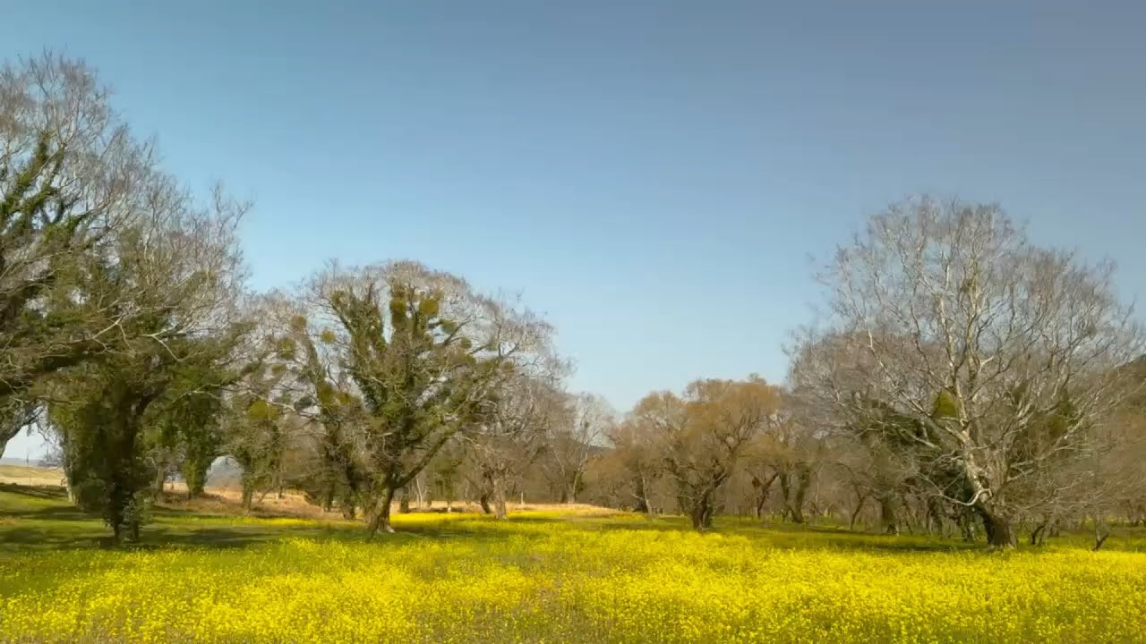 2026/02/23　五分咲き　四万十川入田ヤナギ林の菜の花　〜高知県四万十市〜