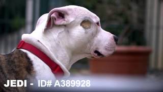 Pasadena Humane Society - Pet Profile - Jedi