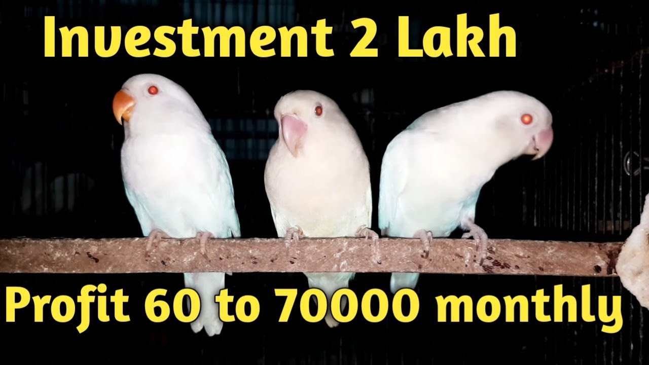70 to 80000 monthly Income | Albino red eyes setup | How to take 5 to 6 from Albino red eyes |