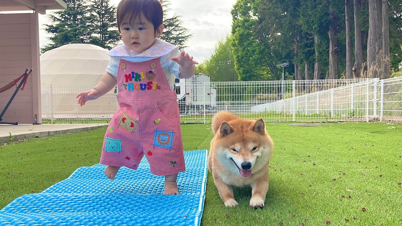 どこにいてもハイハイは負けないと実力の差を見せつけてくる豆柴が可愛過ぎました...