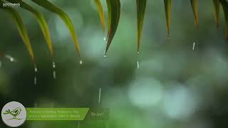 White noise / Rain sounds/Sunete ploaie / Relax sounds / RegenBrain relax/sons de chuva com trovões