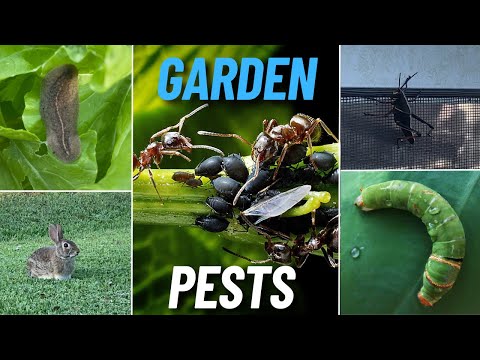 Video: Squash Bug Control: Kako ubiti žuželke squash