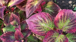 видео: Лето 2025 (3 часть) картинка: Лето 2025 (3 часть)