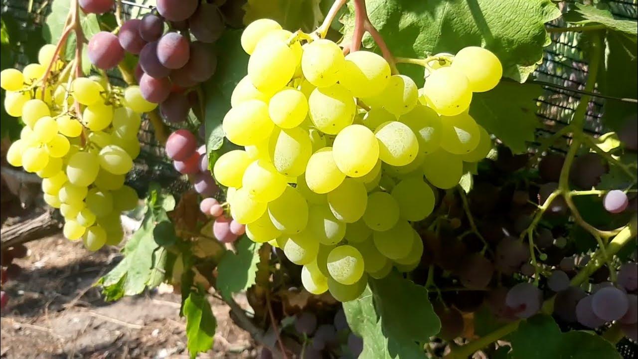 Кишмиш Цимус - форма Писанки О.М.. И некоторые выводы о нем - YouTube