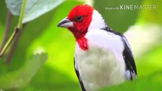 Canto do galo de campina (ótimo para ensinar filhotes )