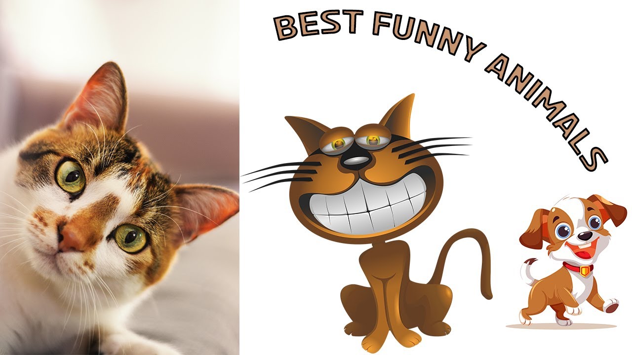 Funny Animals Compilation 🤣🐶 - Crazy Cats and Dogs!! - YouTube