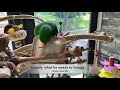 DIY Toy to reduce Eclectus Hormones