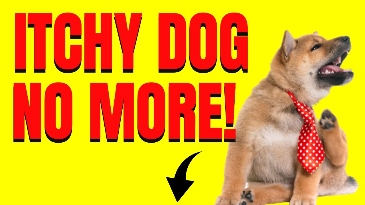 🐕‍🦺Relieve Your Dog's Allergies Naturally Itchy Dog No More ALL